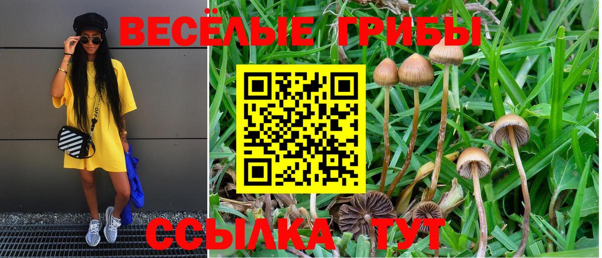Псилоцибиновые грибы Psilocybe Сланцы